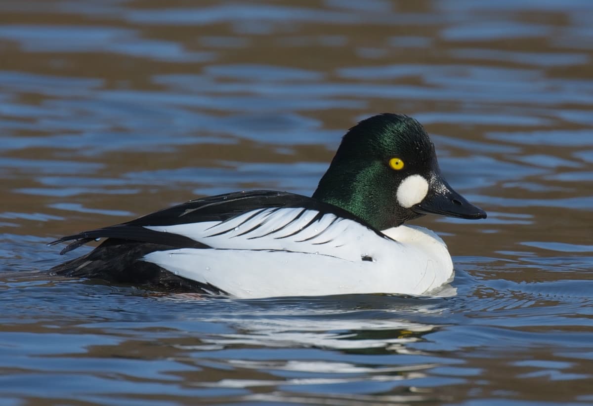 Goldeneye drake on Ullswater in winter, Lake District