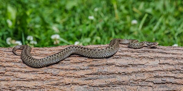 Adder