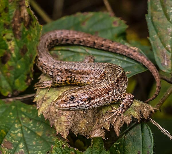 Common Lizard