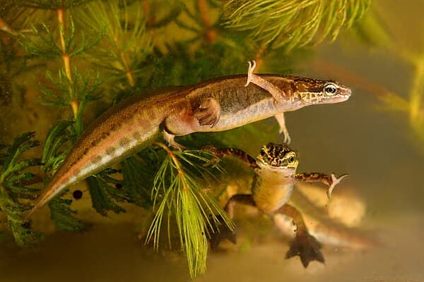 Palmate Newt