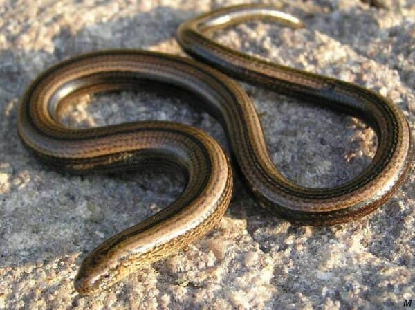 Slow Worm