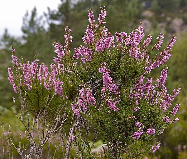 Plants