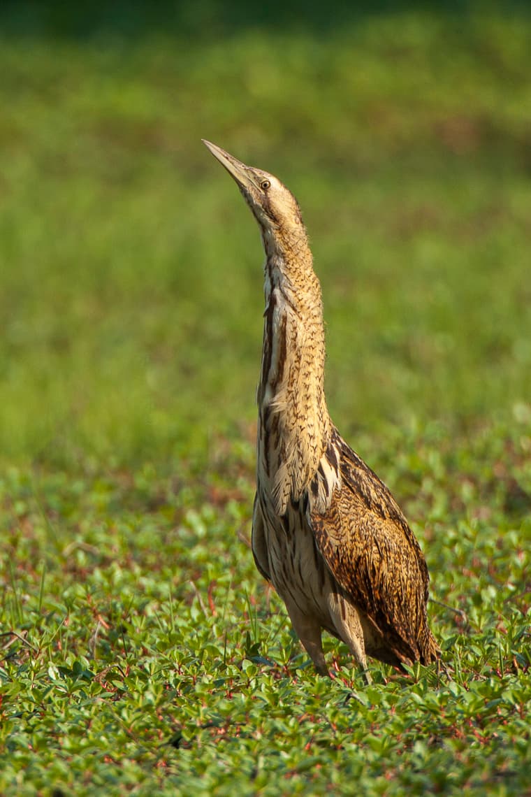 The Bittern Bitterns at Leighton Moss: Boom, Hide, and Wait | The Lakes Wildlife ...