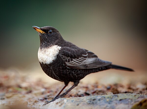 Ring Ouzel Rspb Ring Ouzel at Langdale Pikes | The Lakes Wildlife